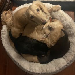 Dachshund Puppies from JRED Leach