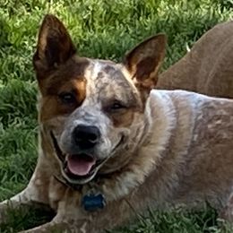 Ruckus - Australian Cattle Dog