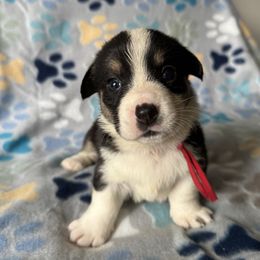 Millie - Black and white female Cardigan Welsh Corgi puppy in Wekiwa Springs, Florida from It is Corgiland