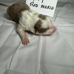 M1 - Red merle male Border Collie puppy in Meridian, Mississippi from Border Hollow Border Collies