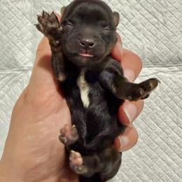 Female 2 - Black and tan female Havapoo puppy in Brooksville, Florida from Kruger Doodles