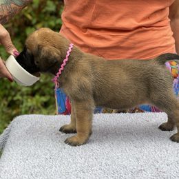Girl 3 bright pink - Apricot female Mastiff puppy in Fore Store, Virginia from Coopers Mastiffs & Duck Tollers