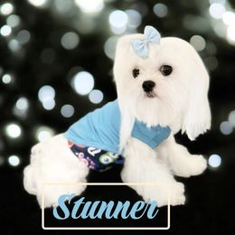 Stunner - Maltese