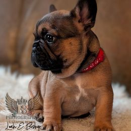 Westley - Fawn male French Bulldog puppy in Delafield, Wisconsin from Bishop Bullyz