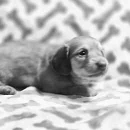 Sadie's chocolate based cream boy - Cream male Dachshund puppy in Lyle, Washington from Wines Wienery