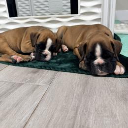 Boxer Puppies from Shalyce Pifer