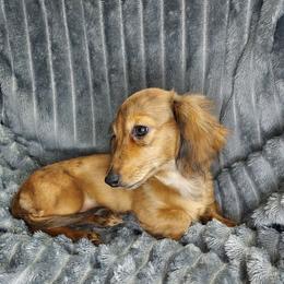 AKC BREEZY - Dapple female Dachshund puppy in Swink, Oklahoma from Palali Farm
