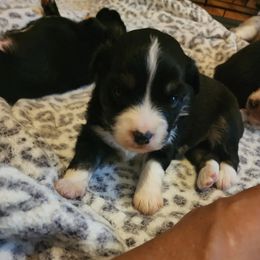 Miniature Australian Shepherd Puppies from Carter's Cuties