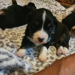 Miniature Australian Shepherd Puppies from Carter's Cuties