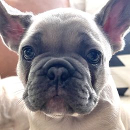 Gunner - Fawn French Bulldog puppy in Clayton, California from Frenchie Luvbugs