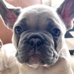 Gunner - Fawn French Bulldog puppy in Clayton, California from Frenchie Luvbugs