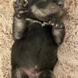 Shiba Inu Puppies from Timberwood Shibas