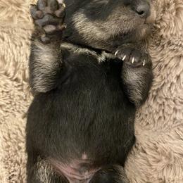 Shiba Inu Puppies from Timberwood Shibas