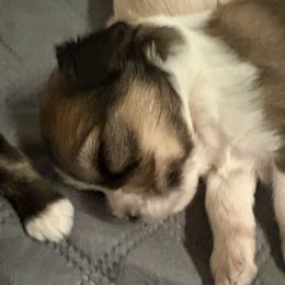 Ellie - Brindle female Lhasa Apso puppy in Fort Worth, Texas from Cynthia's Lhasa Apsos