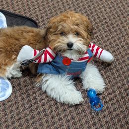 Bernedoodle, Cavapoo, Havanese, and Havapoo Puppies from Lady Paws Puppies - Cassie