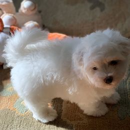 Coton de Tulear Puppies from Windy City Coton