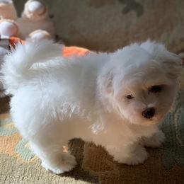 Coton de Tulear Puppies from Windy City Coton