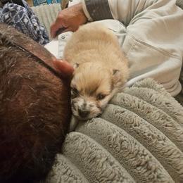 Harper - Black and brindle female Pomeranian puppy in Littleton, Colorado from Blaylock's Pomeranian Puppies