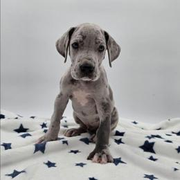 Finn - Merle male Great Dane puppy in Kannapolis, North Carolina from Carolina Great Danes & Toy Poodles