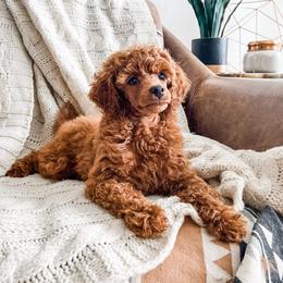 Tony - Poodle