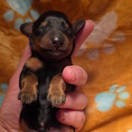 Black and Tan 1 - Black and tan male Dachshund puppy in West Plains, Missouri from Spring Creek Dachshunds