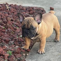 Murphy - Fawn male French Bulldog puppy in Girard, Kansas from Frenchie Kingdom