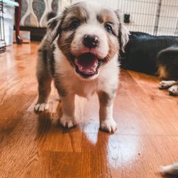Miniature Australian Shepherd Puppies from The Kelley Crew