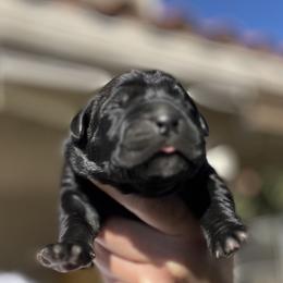 Elena - Black female Cane Corso puppy in Las Vegas, Nevada from LV3M Cane Corso