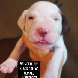 Velvette (Black Collar Female) - White and liver brown female Dalmatian puppy in Raymondville, Missouri from Wagner's Dalmatian's