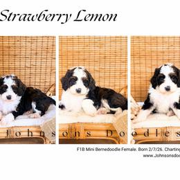 Raspberry lemon - Sable female Bernedoodle puppy in North Royalton, Ohio from Johnson's Doodles