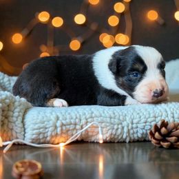 Keeper 1 - Black tri-color female Australian Shepherd puppy in Statesville, North Carolina from Charming Australian Shepherds