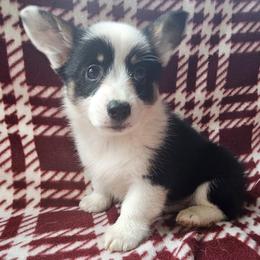 Girl 6 - female Pembroke Welsh Corgi puppy in Castle Rock, Washington from Heckman Corgis