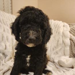 Grinch - Black male Goldendoodle puppy in Orange Park, Florida from Evergrace Farm Doodles