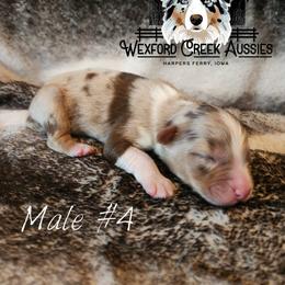 Boy 4 - male Australian Shepherd puppy in Harpers Ferry, Iowa from Wexford Creek Aussies, LLC