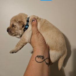 Girl 2 - Golden female Golden Retriever puppy in Hamilton, Mississippi from Keller's Retrievers