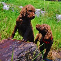 Chesapeake Bay Retriever Puppies from Whiskey Creek Chesapeakes