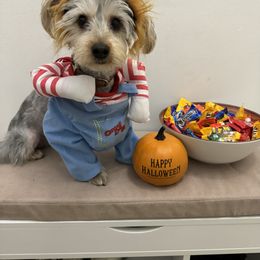 Yorkshire Terrier All Grown Up from Lacey Luxe Breeding- Yorkshire Terriers