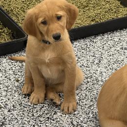 Light Blue - Golden male Golden Retriever puppy in Kentucky from Greenridge Kennels