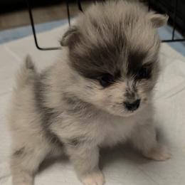 Mini Mini - Blue merle male Pomeranian puppy in Mays Landing, New Jersey from KB Pom Pups