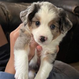 PHINEAS - Blue merle male Toy Australian Shepherd puppy in Syracuse, Indiana from Klenke Toy Aussies