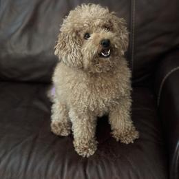 Daisy - Goldendoodle