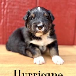Hurricane - Black tri-color male Australian Shepherd puppy in Jena, Louisiana from Diamond 5 Aussies