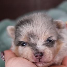 AKC Tippy - Blue merle male Pomeranian puppy in Albany, Indiana from Hatz Off Puppies