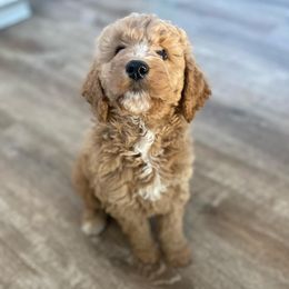 Goldendoodle Puppies from Whidbey Goldendoodles