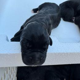 Boy 1 - Black male Cane Corso puppy in Dunn, North Carolina from Carter’s Corso