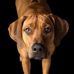 Rhodesian Ridgebacks from Harley Ridge Rhodesian Ridgebacks