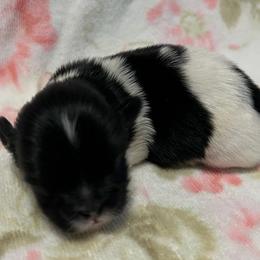 Boy 2 - Black and white male Shih Tzu puppy in Hemet, California from Aloha Shih Tzu