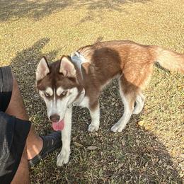 Brownie - Siberian Husky
