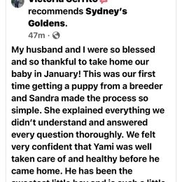 Golden Retriever Puppies from Sydney’s Goldens