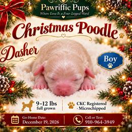 Dasher - Cream male Poodle puppy in Spring Lake, North Carolina from Pawriffic Pups